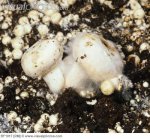 cobweb_disease_cladobotryum_dendroides_filaments_developing_on_edible_mushrooms_BF1917.jpg