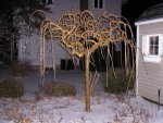 Winter-Tree-Effects-011.jpg