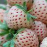 pinberry